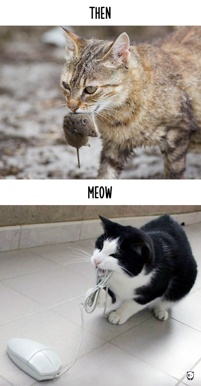 AD-Then-Now-How-Technology-Has-Changed-Cats-Lives-04