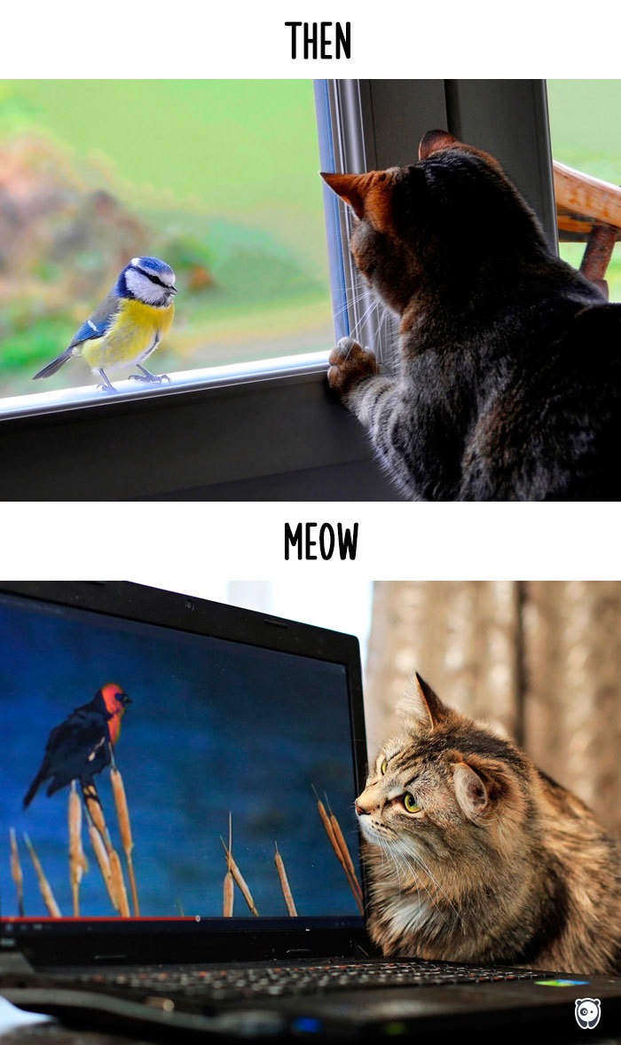 AD-Then-Now-How-Technology-Has-Changed-Cats-Lives-06