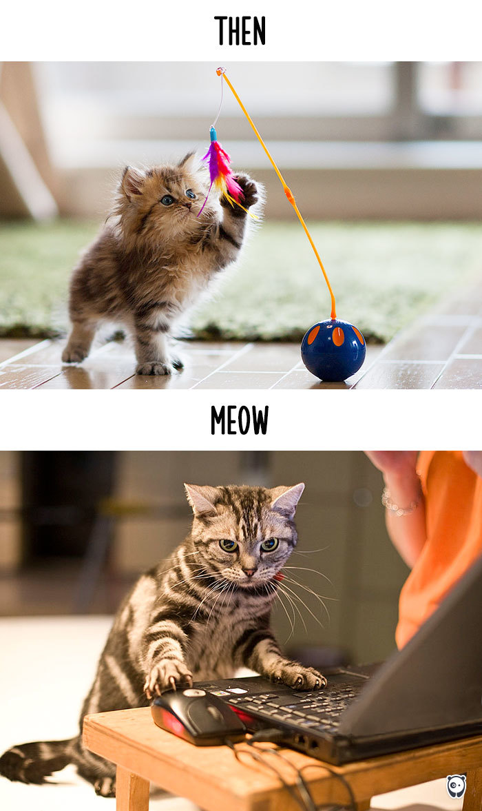 AD-Then-Now-How-Technology-Has-Changed-Cats-Lives-14