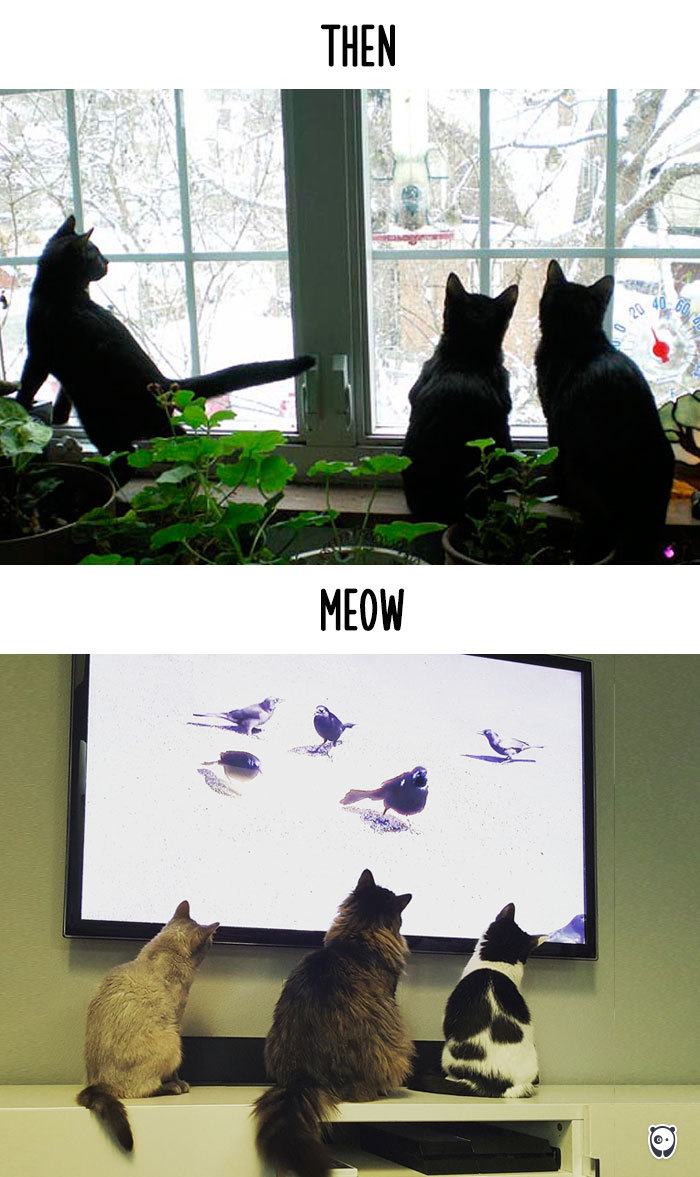 AD-Then-Now-How-Technology-Has-Changed-Cats-Lives-15