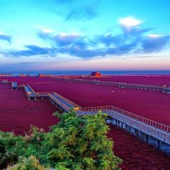 Incredible Red Beach in Panjin, Natures Mesmerising Beauty