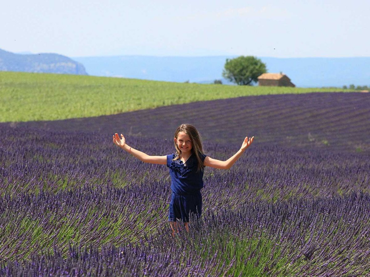 Stroll through fragrant lavender fields in Provence, France.
