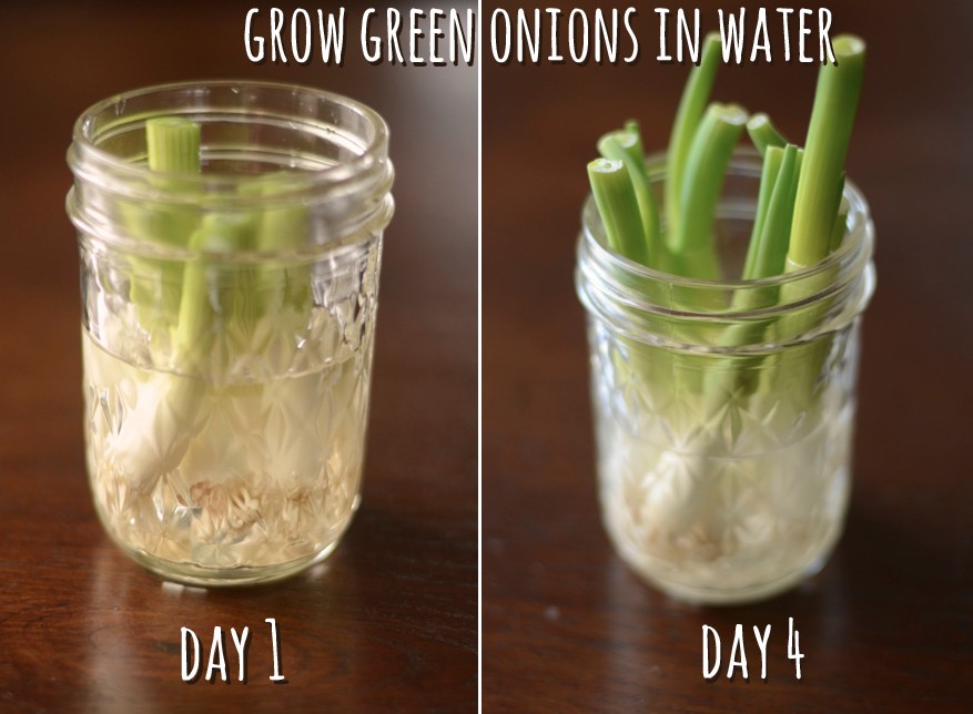 12-Green-Onions