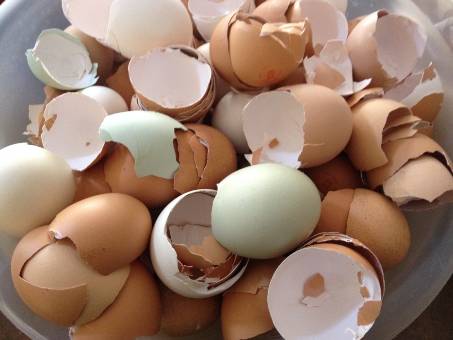 21-Eggshells