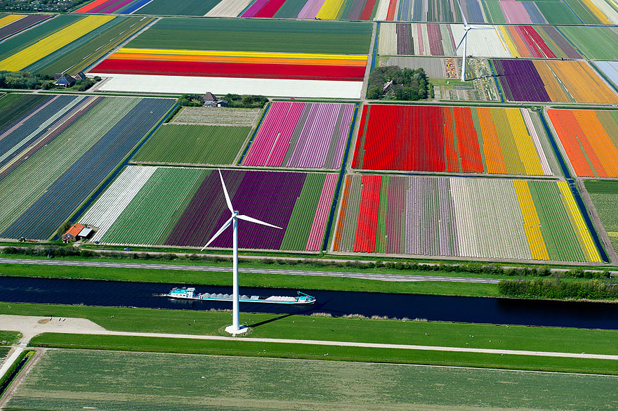 Tulip Fields in The Netherlands