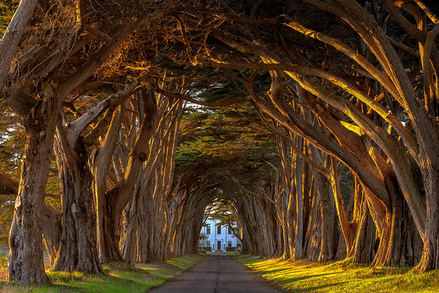 amazing-tree-tunnels-23