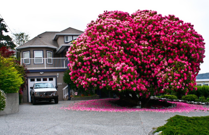125+ Year Old Rhododendron “Tree” In Canada