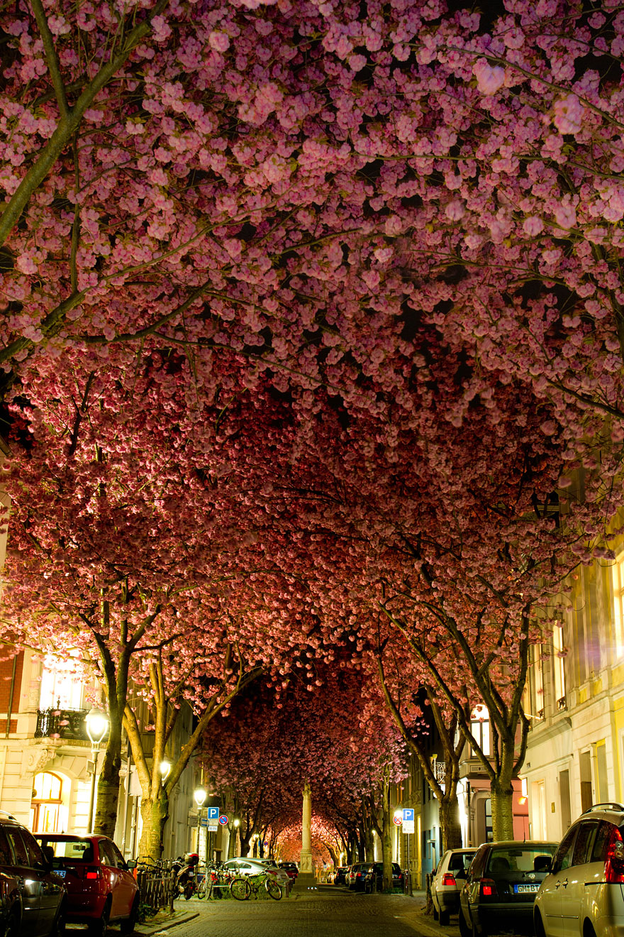 Blooming Cherry Trees in Bonn, Germany