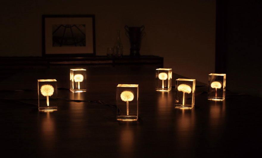 Real Dandelions Turned Into Gorgeous OLED Lights