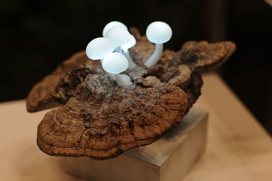 LED Mushroom Lamps