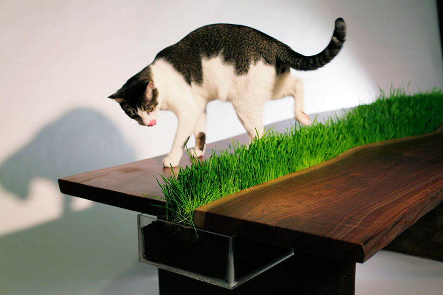 Cat Grass Table