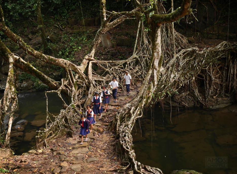 Tree Root Bridge, India
