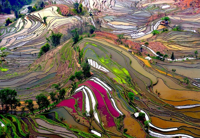 Terraced Rice Fields, China
