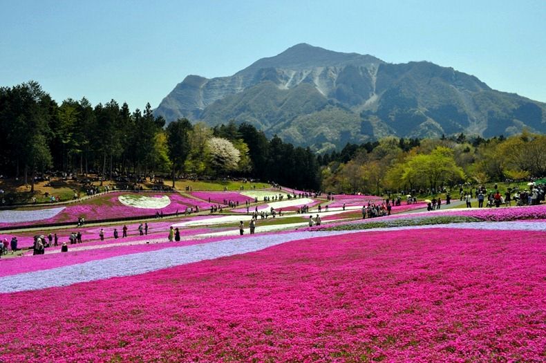 Moss Pink (Shibazakura) Blossoms At Hitsujiyama Park, Japan