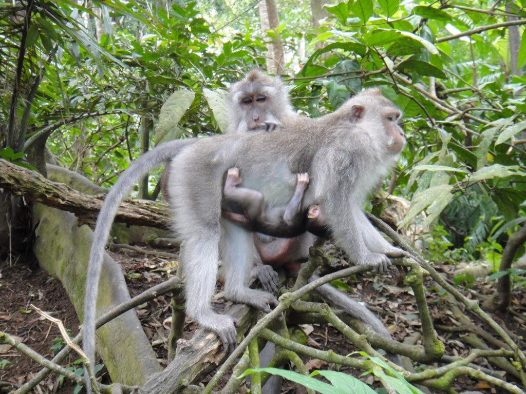 Sacred Monkey Forest , Ubud , Bali