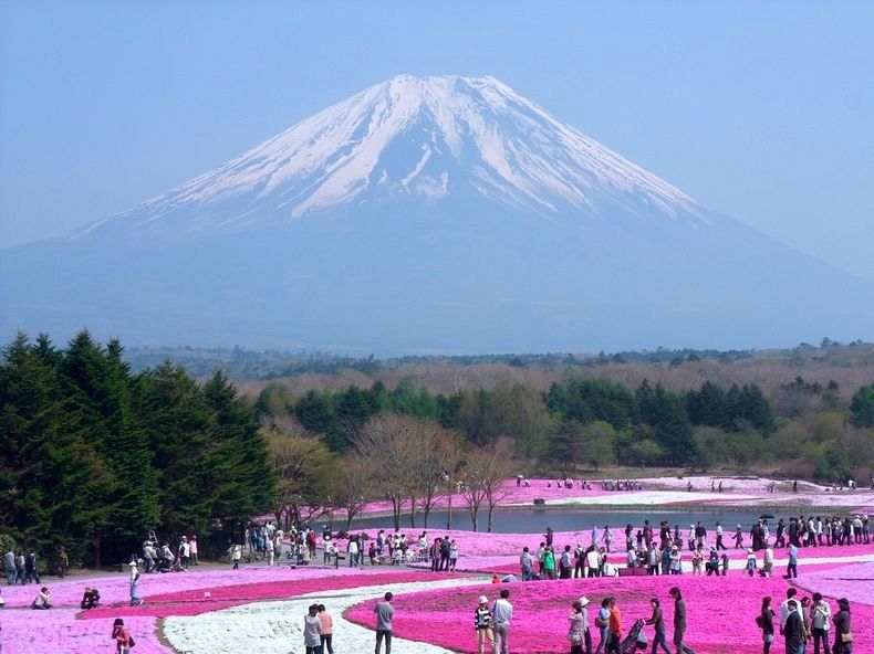 Moss Pink (Shibazakura) Blossoms At Hitsujiyama Park, Japan