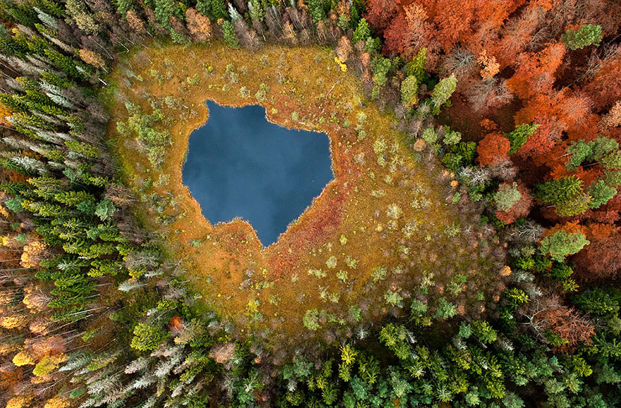 Forest Lake In Poland