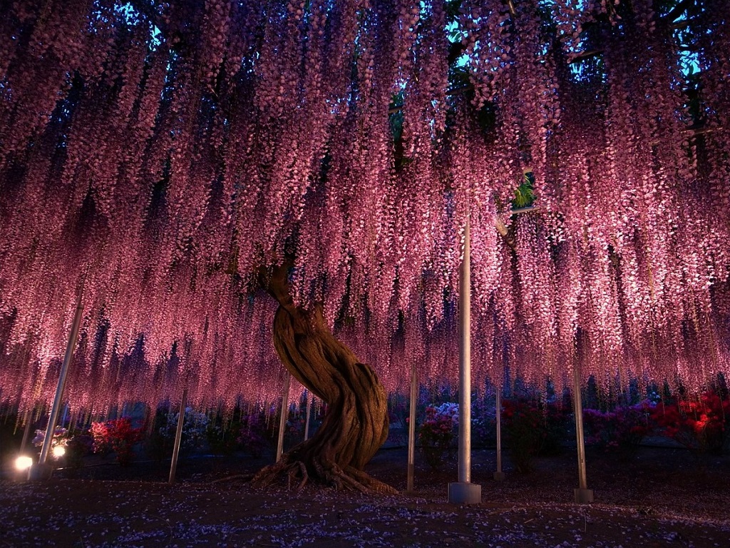144-Year-Old Japanese Pink Wisteria Tree