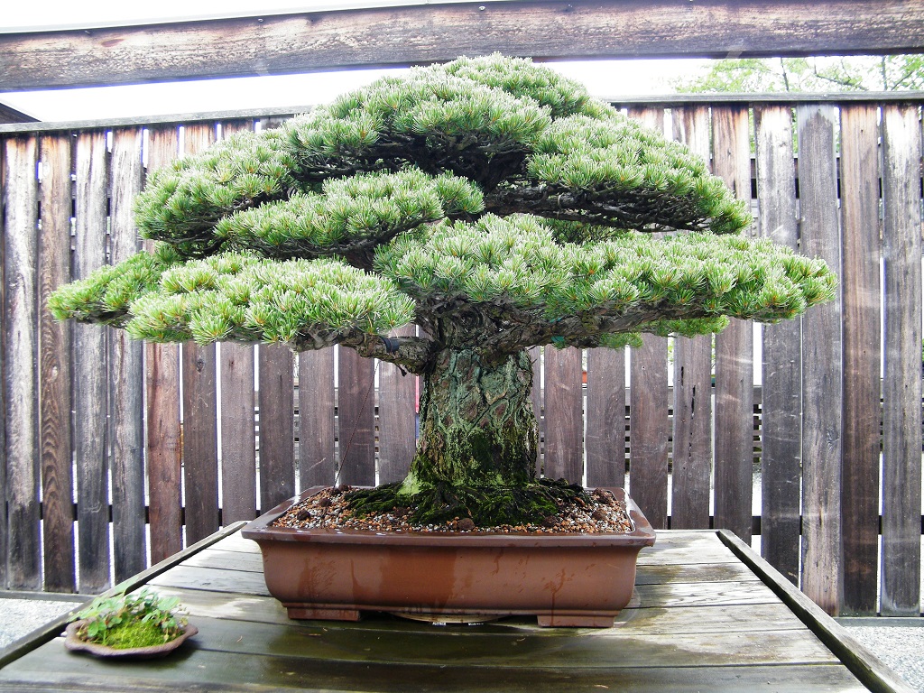 400-Year-Old Japanese White Pine Bonsai Tree