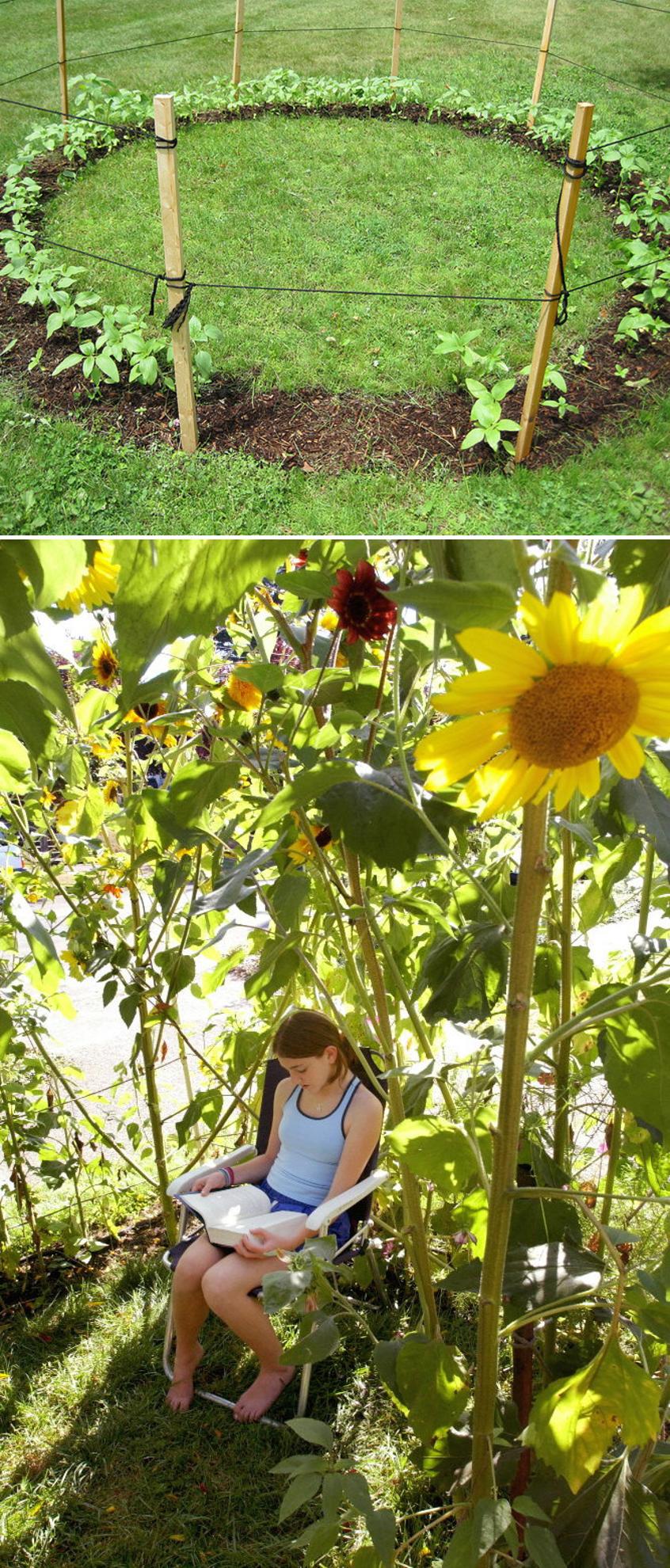 Grow a sunflower house for the kids to play in.