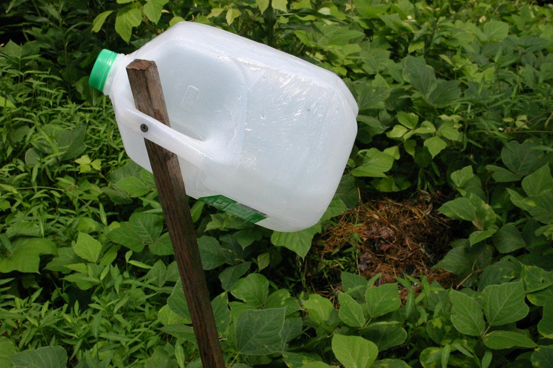 Sugar water or apple juice in a milk jug will trap bees, wasps, and hornets.