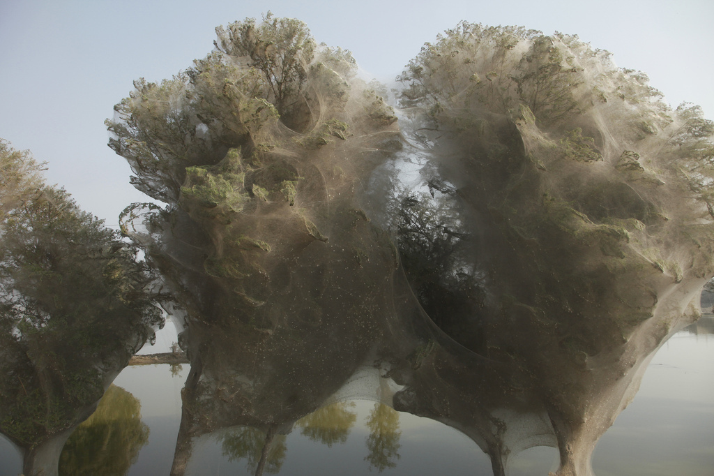 Spiderweb cocooned trees in Pakistan.