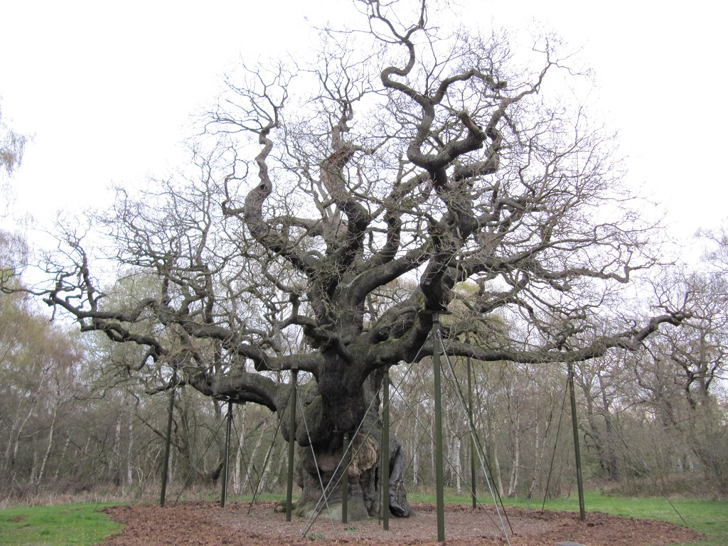 Another Old Oak, The Major Oak, Is Over 1,000 Years Old