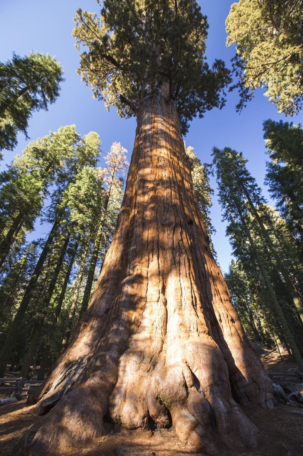 General Sherman, The Giant Sequoia, Is The Single Tallest Single-Stem Tree In The World