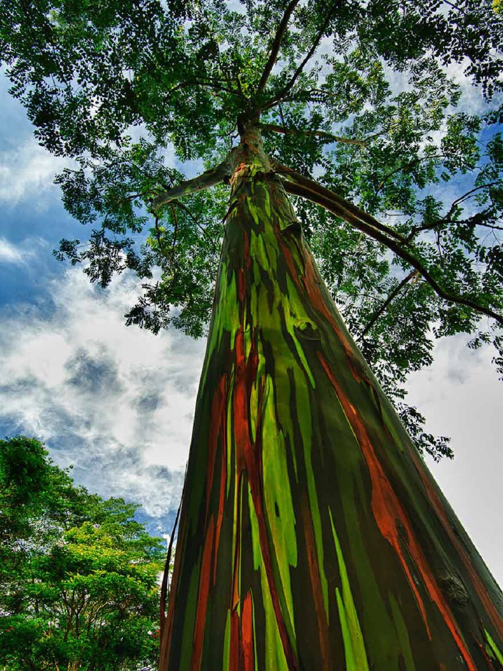The Rainbow Eucalyptus