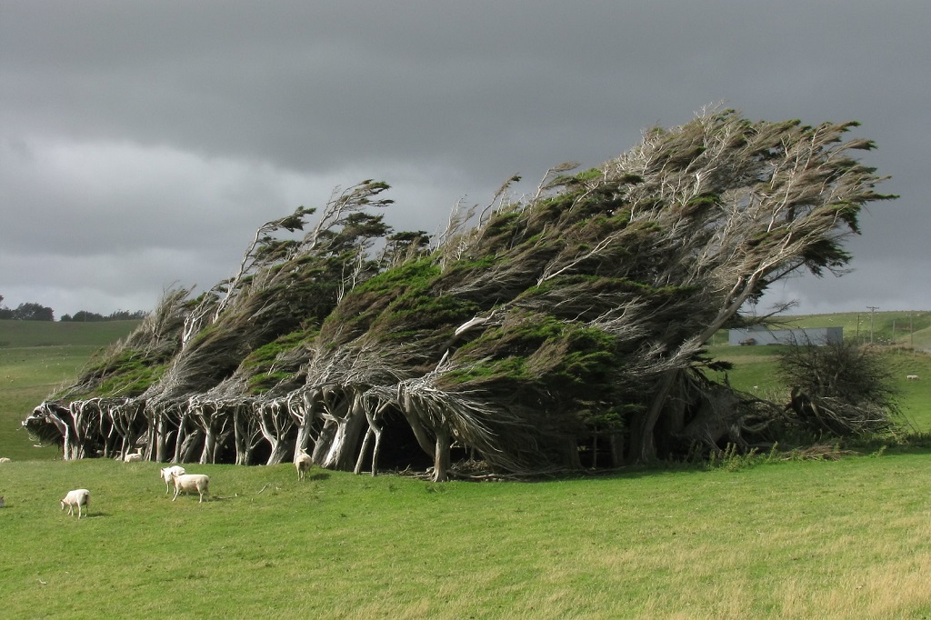 The Windswept Trees Of Slope Point, New Zealand