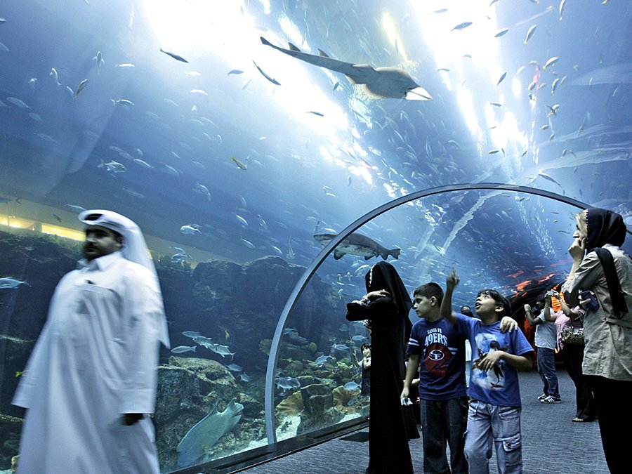 There's even a shark tunnel for your viewing pleasure.
