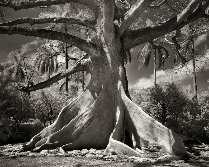 AD-Ancient-Trees-Beth-Moon-03