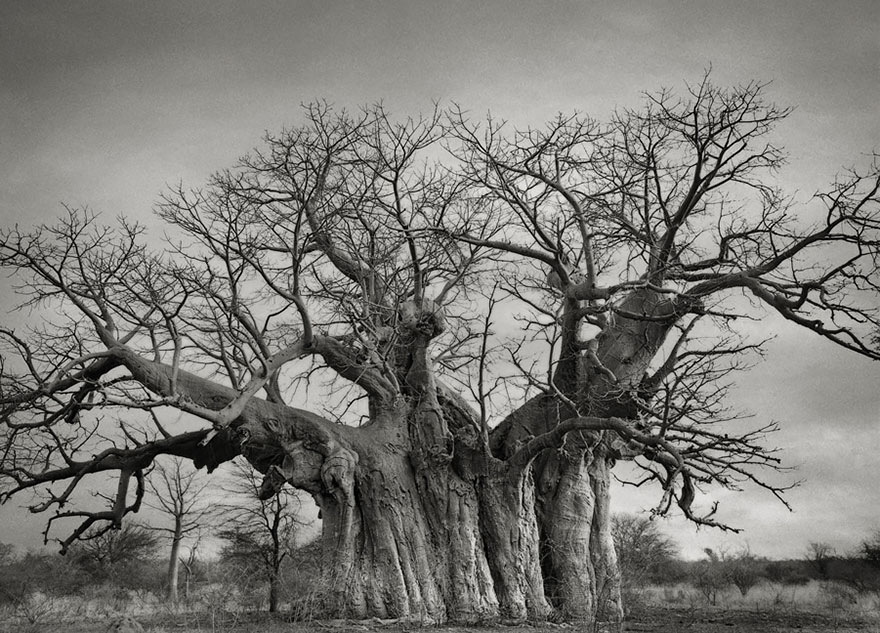 AD-Ancient-Trees-Beth-Moon-06