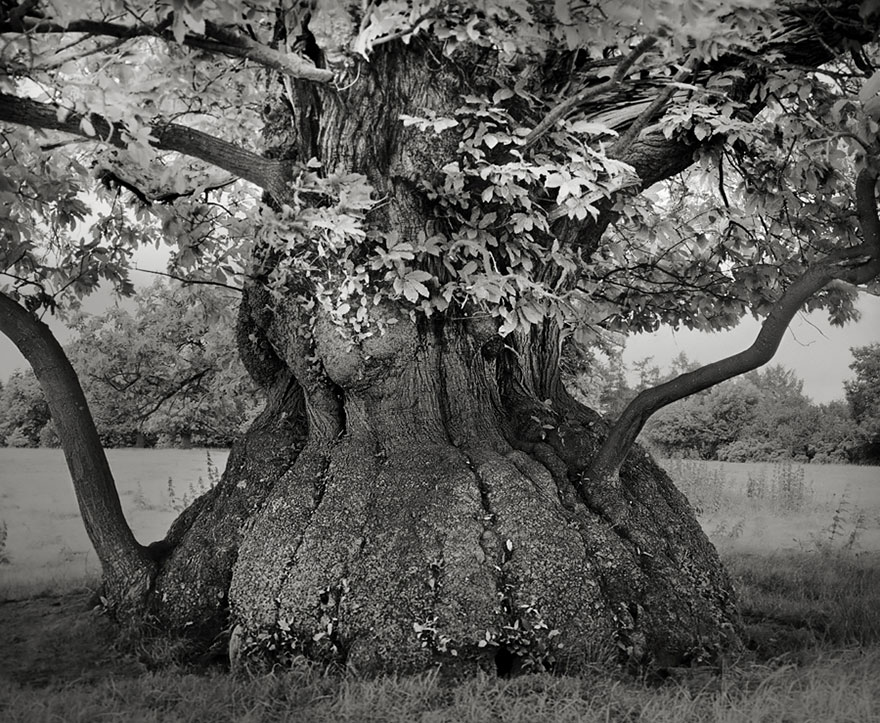 AD-Ancient-Trees-Beth-Moon-07