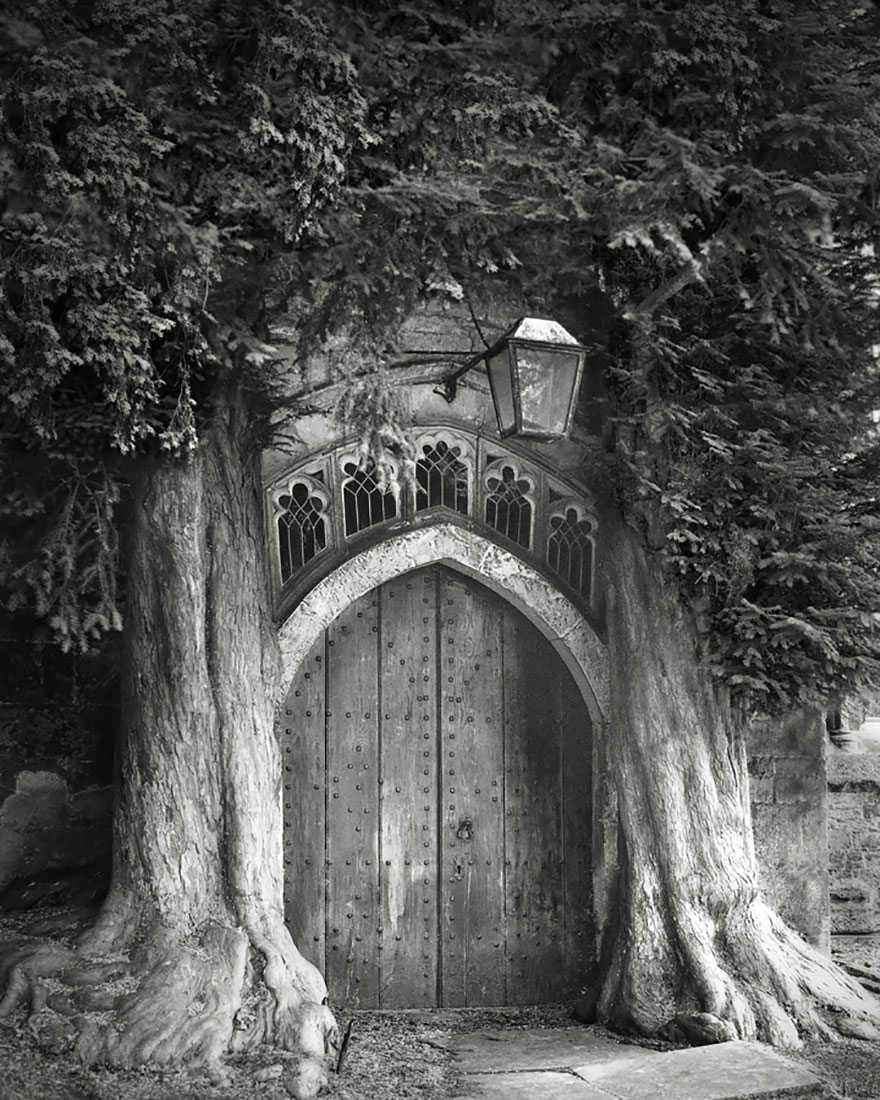 AD-Ancient-Trees-Beth-Moon-09