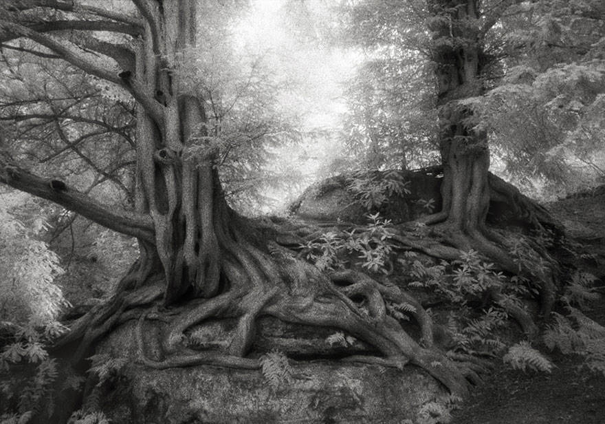 AD-Ancient-Trees-Beth-Moon-10