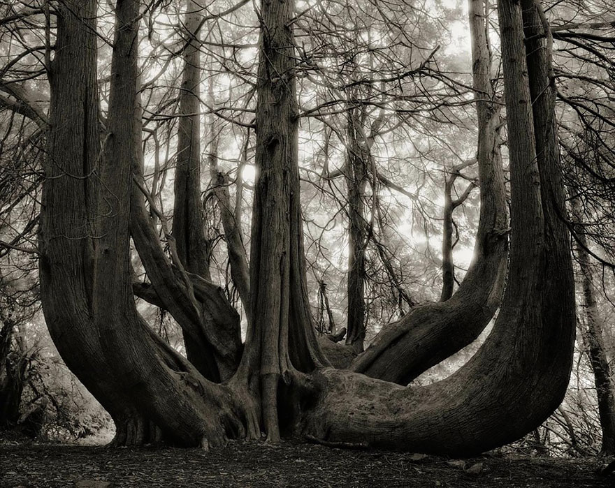 AD-Ancient-Trees-Beth-Moon-14