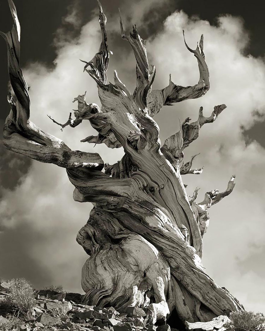 AD-Ancient-Trees-Beth-Moon-15