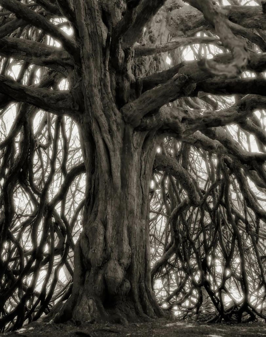 AD-Ancient-Trees-Beth-Moon-18