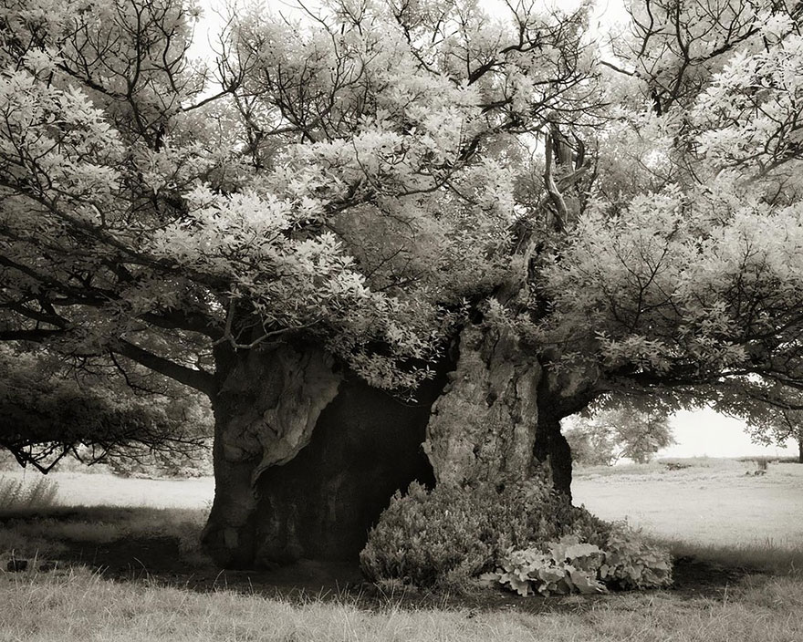 AD-Ancient-Trees-Beth-Moon-19