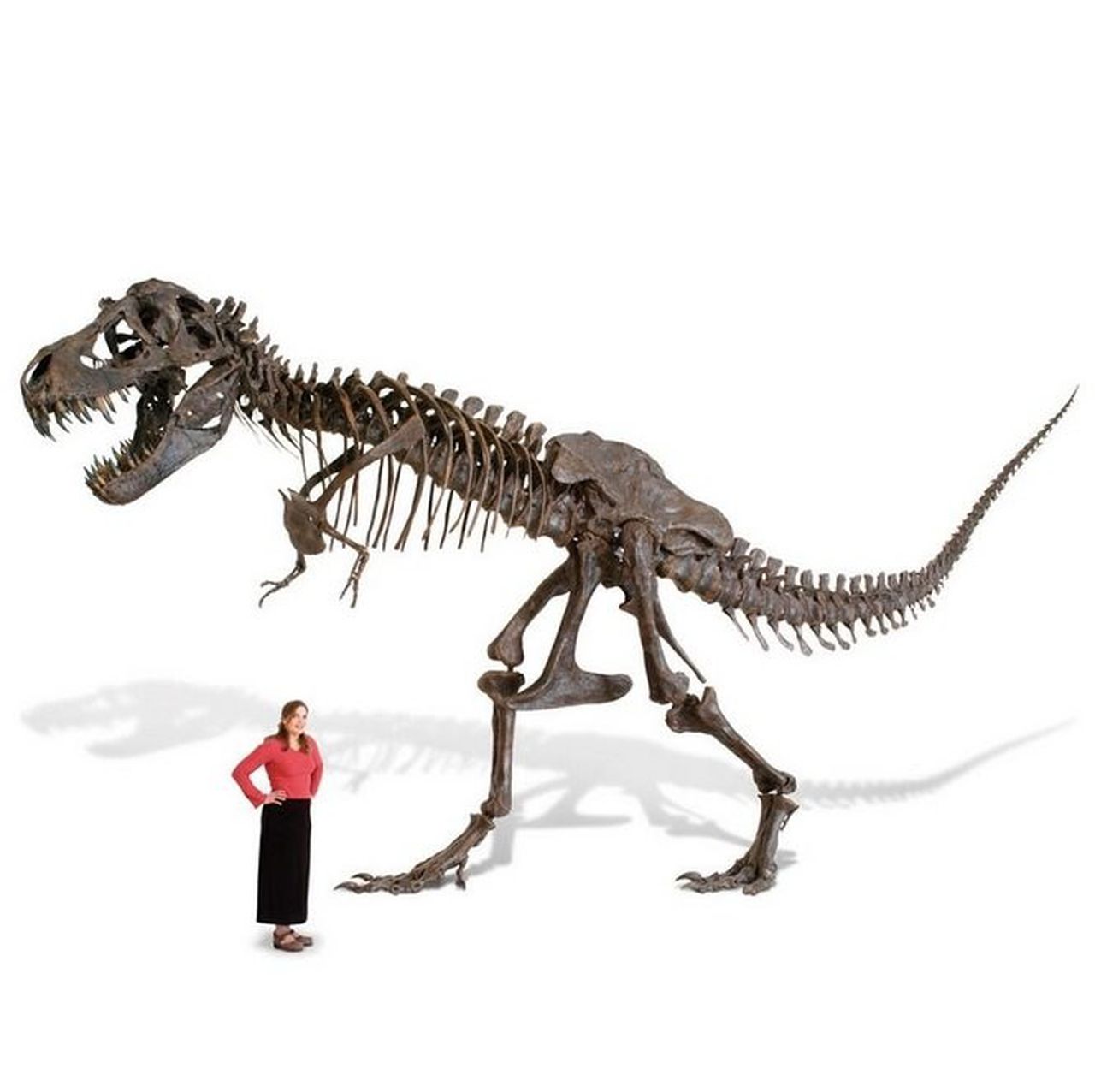 A Life-Size T-Rex Skeleton