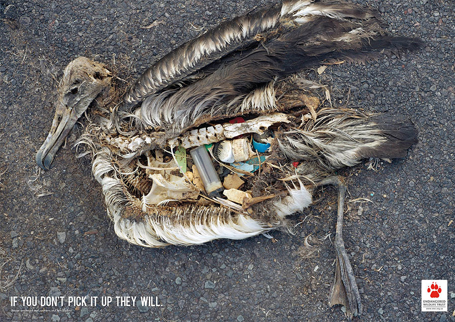 Bird Conservation: If You Don't Pick It Up, They Will