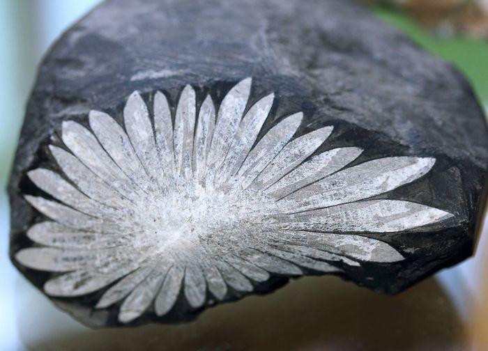 Crystals (Xenotime, Zircon) Arranged In A Radiating Polished Slice Of Rock - Chrysanthemum Stone