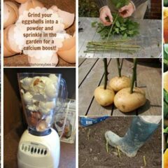 Top 24 Incredibly Clever Gardening Tricks For Your Garden