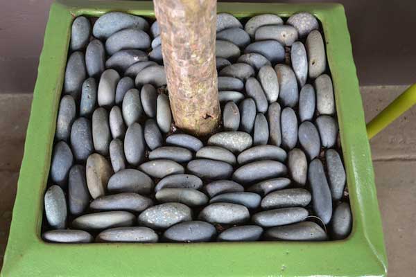 Top Dressing Pots With River Rock