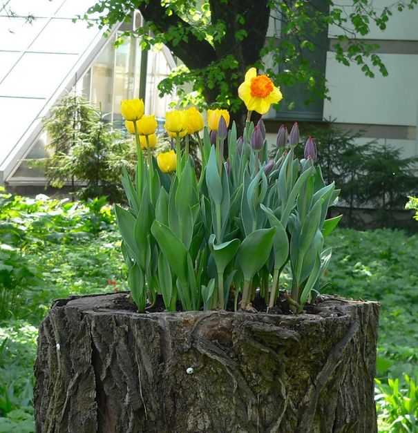 AD-Tree-Stump-Flower-Garden-12
