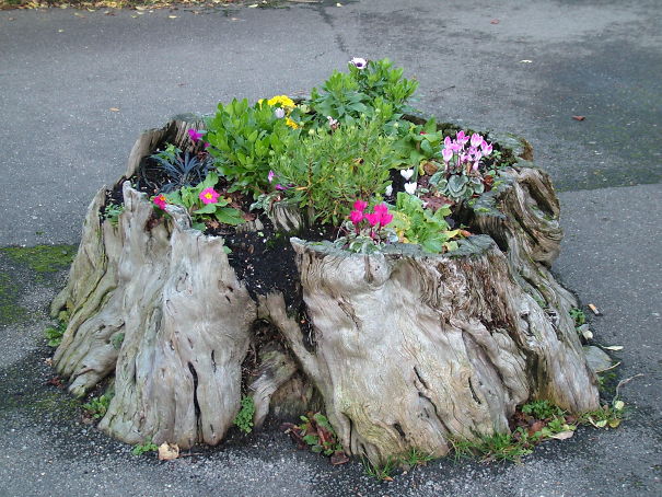 AD-Tree-Stump-Flower-Garden-24