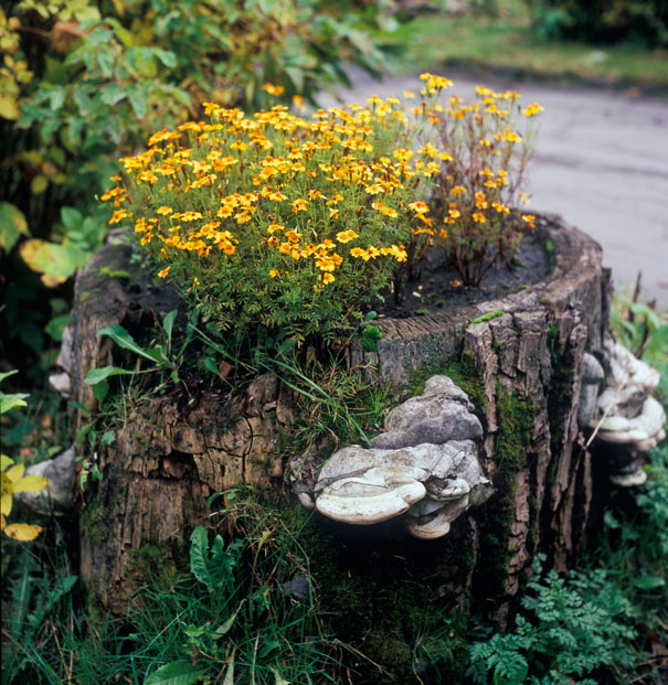 AD-Tree-Stump-Flower-Garden-8