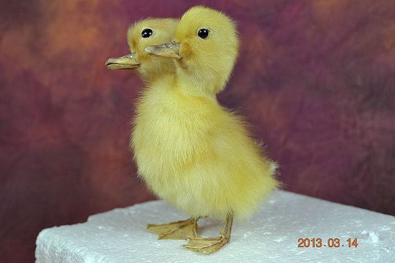 Taxidermy Two-Headed Duckling