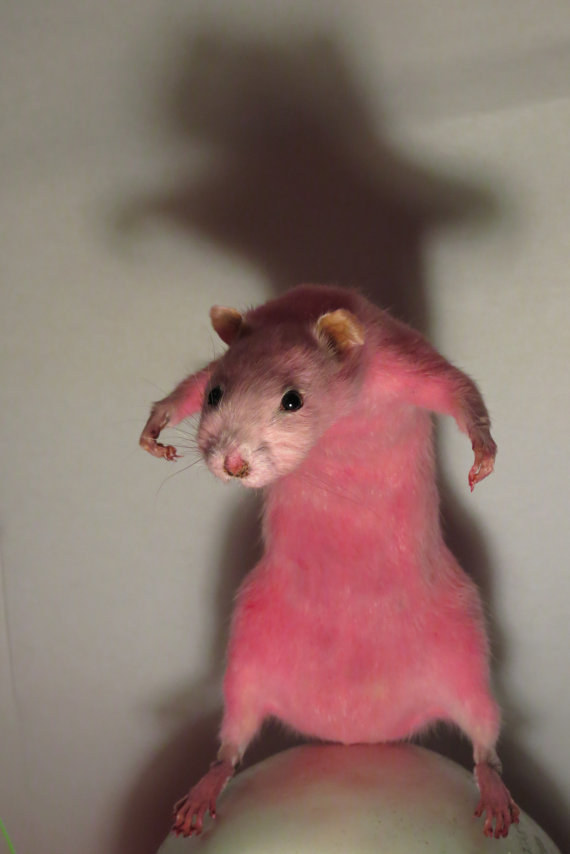 Taxidermy Standing Pink Rat